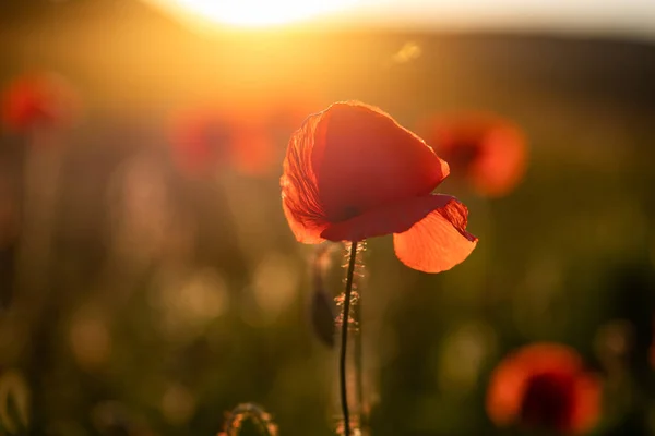 Wildes Mohnfeld Armistice Oder Remembrance Day Hintergrund — Stockfoto