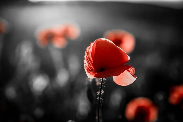 Campo Amapola Silvestre Armisticio Recuerdo Fondo Día —  Fotos de Stock