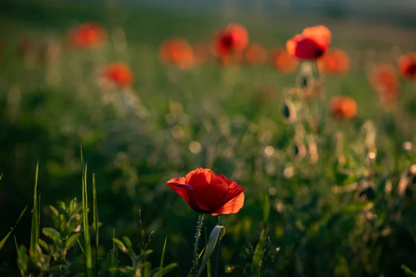 Campo Papavero Selvatico Armistizio Ricordo Giorno Sfondo — Foto Stock