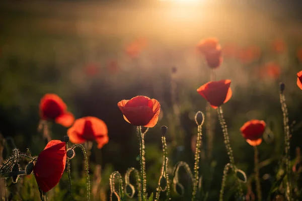 Campo Amapola Silvestre Armisticio Recuerdo Fondo Día —  Fotos de Stock