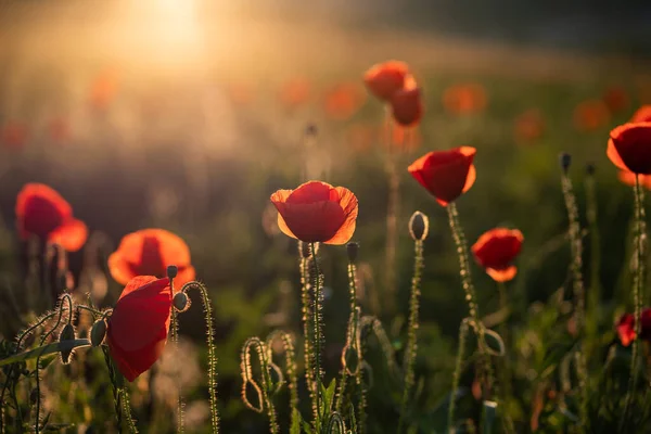 Campo Amapola Silvestre Armisticio Recuerdo Fondo Día — Foto de Stock