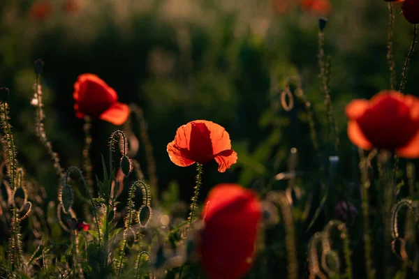 Wild Poppy Field Armistice Remembrance Day Background — Stock Photo, Image