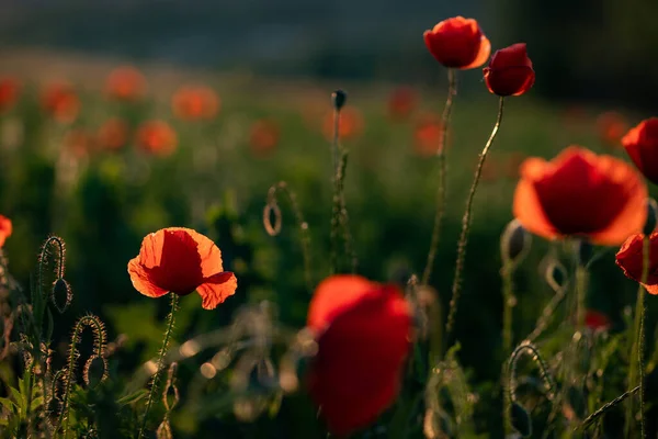 Campo Amapola Silvestre Armisticio Recuerdo Fondo Día — Foto de Stock