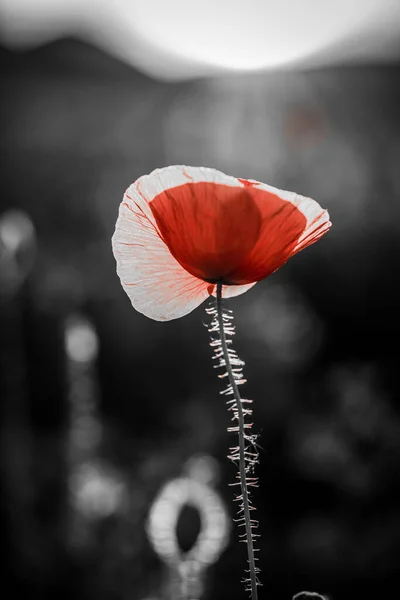 Campo Amapola Silvestre Armisticio Recuerdo Fondo Día — Foto de Stock