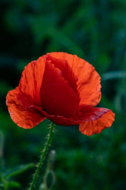 vahşi gelincik tarlası - Ateşkes veya Anma Günü arkaplanı