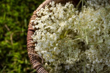 ev elderflower şurubu limon ile cam yapılan