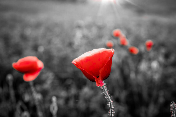 wild poppy field - Armistice or Remembrance day background