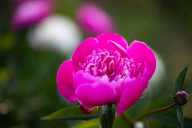 pembe peonies Bahçe