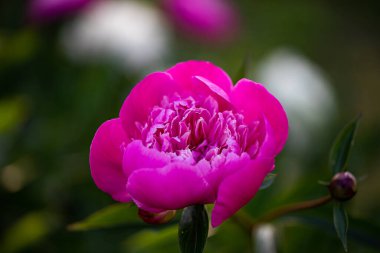 pembe peonies Bahçe