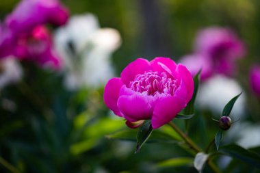 pembe peonies Bahçe