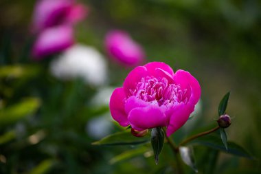 pembe peonies Bahçe