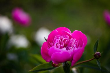 pembe peonies Bahçe