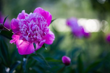 pembe peonies Bahçe