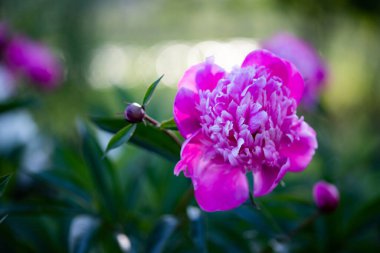 pembe peonies Bahçe