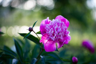 pembe peonies Bahçe