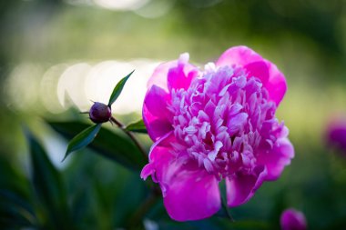 pembe peonies Bahçe