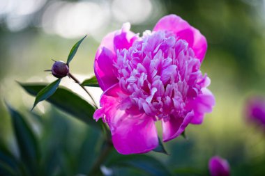 pembe peonies Bahçe