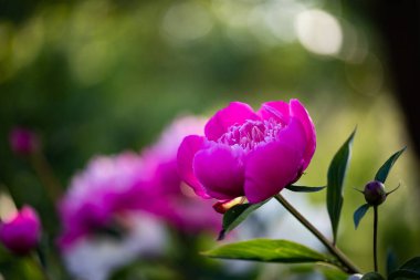 pembe peonies Bahçe