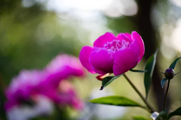 Pink Peonies Garden — Stock Photo, Image