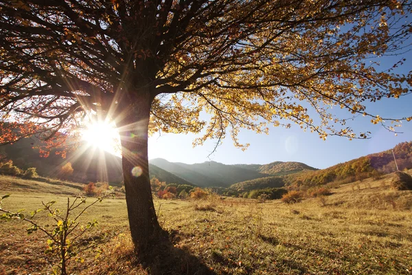 Árbol de otoño — Foto de Stock