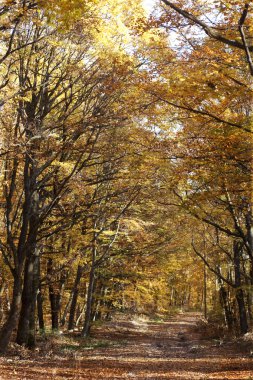 kıvrımlı yol sonbahar Forest - vintage fotoğraf 