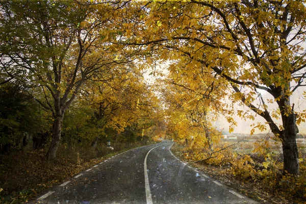 Изогнутая дорога в осеннем лесу - винтажное фото — стоковое фото