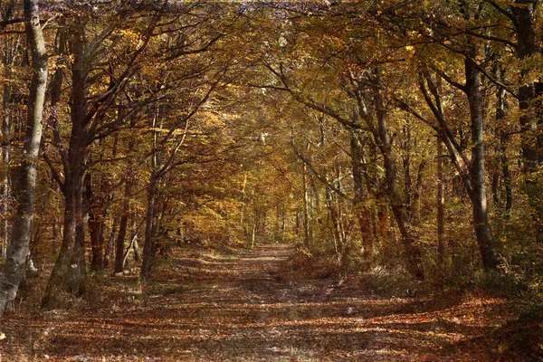 Kurvenreiche Straße im herbstlichen Wald - Jahrgangsfoto — Stockfoto