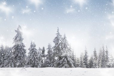 Karlı köknar ağaçları ile Noel arkaplanı 