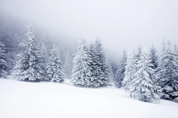 Karlı köknar ağaçları ile Noel arkaplanı 