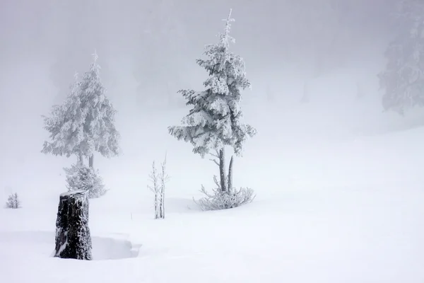 Fondo de Navidad con abetos nevados —  Fotos de Stock