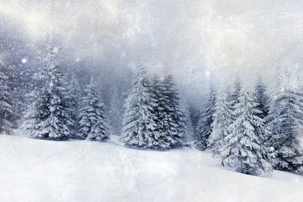 Julebaggrund med sneklædte grantræer - Stock-foto