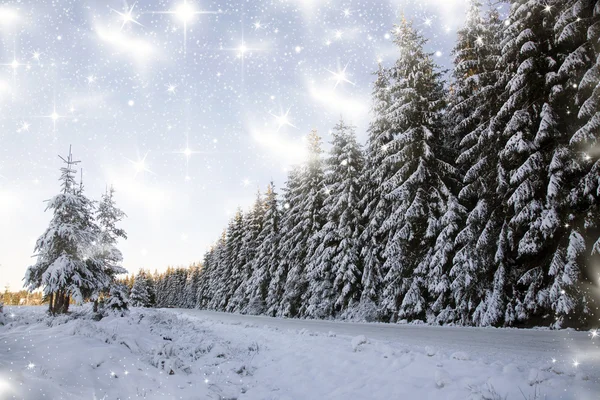 Weihnachten Hintergrund mit schneebedeckten Tannen — Stockfoto