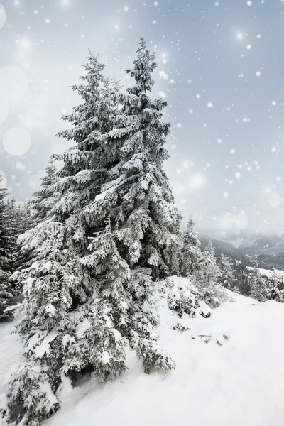 Kerst achtergrond met besneeuwde dennenbomen Stockafbeelding