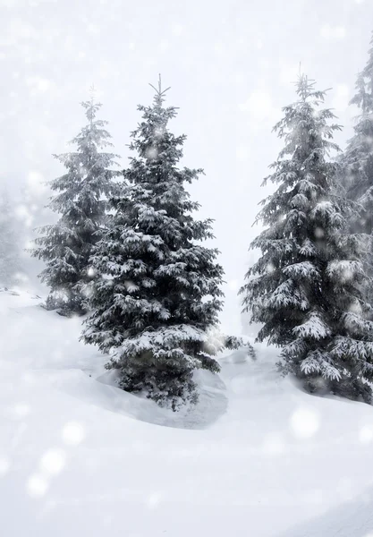 Karlı köknar ağaçları ile Noel arkaplanı — Stok fotoğraf