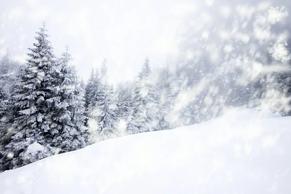 Kerst achtergrond met besneeuwde dennenbomen — Stockfoto