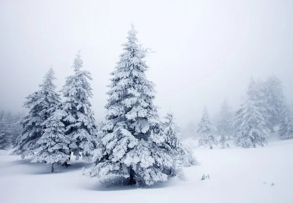 Fundo de Natal com abetos nevados — Fotografia de Stock