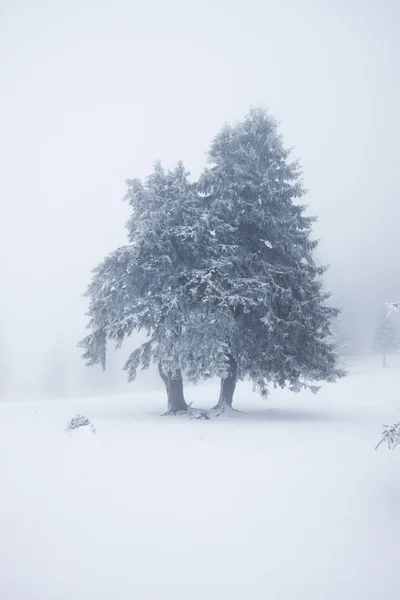 Kerst achtergrond met besneeuwde dennenbomen — Stockfoto