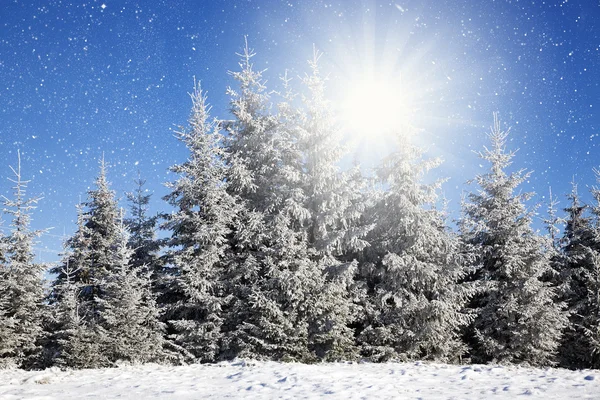 Kerst achtergrond met besneeuwde dennenbomen — Stockfoto