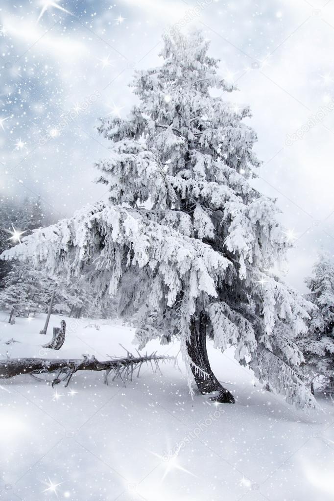 Christmas background with snowy fir trees 