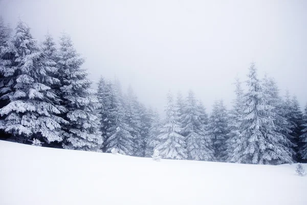 Sfondo natalizio con abeti innevati — Foto Stock