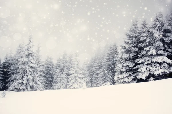 Christmas background with snowy fir trees — Stock Photo, Image