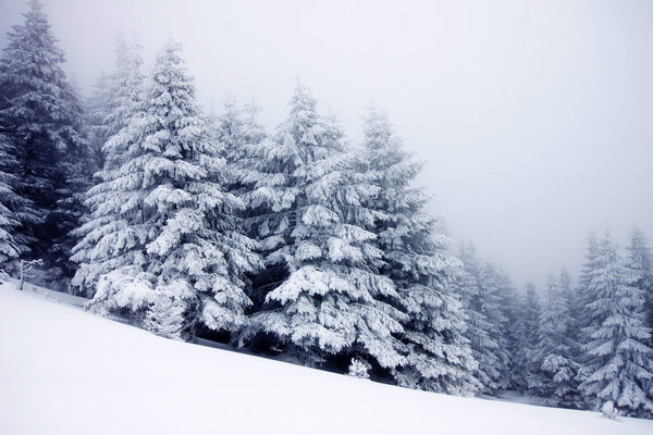 Christmas background with snowy fir trees 