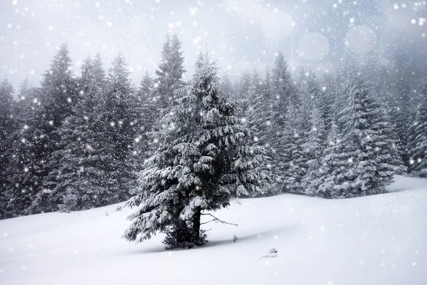 Kerst achtergrond met besneeuwde dennenbomen — Stockfoto