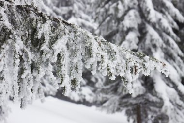 Karlı köknar ağaçları ile Noel arkaplanı 