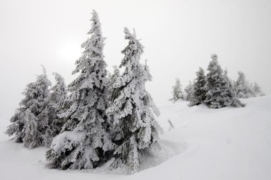 Karlı köknar ağaçları ile Noel arkaplanı 