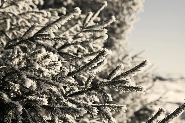 눈덮인 전나무들로 가득 한 크리스마스 배경 — 스톡 사진
