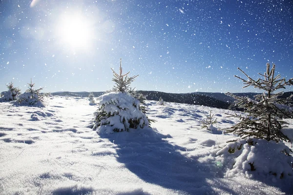 Kerst achtergrond met besneeuwde dennenbomen — Stockfoto