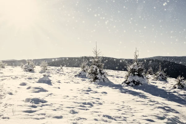 雪のモミの木とクリスマスの背景 — ストック写真