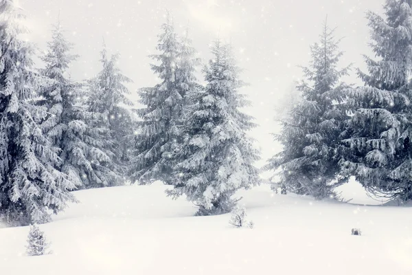 Weihnachten Hintergrund mit schneebedeckten Tannen — Stockfoto