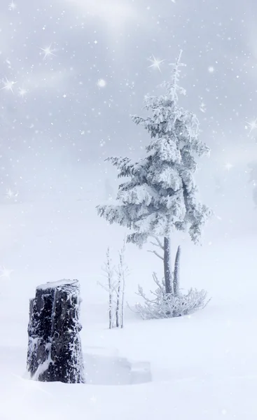 Fundo de Natal com abetos nevados — Fotografia de Stock